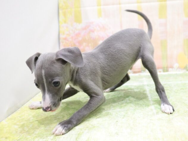 大阪府のイタリアングレーハウンド (アミーゴ鳳店/2025年8月30日生まれ/男の子/ブルーホワイト)の子犬の3枚目の画像