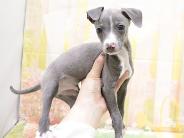 大阪府のイタリアングレーハウンド (アミーゴ鳳店/2025年8月30日生まれ/男の子/ブルーホワイト)の子犬の4枚目の画像