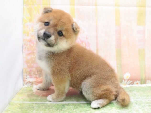 大阪府の豆柴 (アミーゴ鳳店/2025年8月31日生まれ/男の子/赤)の子犬の2枚目の画像