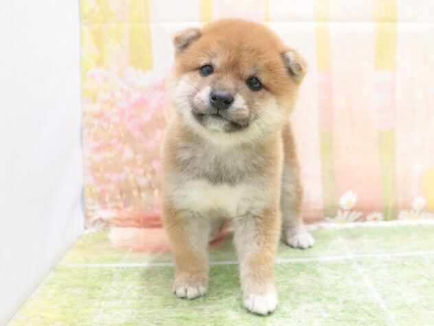 大阪府の豆柴 (アミーゴ鳳店/2025年8月31日生まれ/男の子/赤)の子犬の3枚目の画像