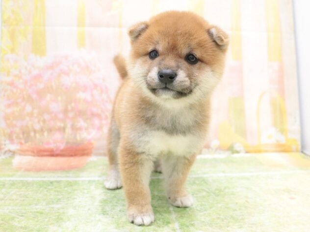 大阪府の豆柴 (アミーゴ鳳店/2025年8月31日生まれ/男の子/赤)の子犬の4枚目の画像