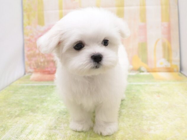 大阪府のマルチーズ (アミーゴ鳳店/2025年9月1日生まれ/男の子/ホワイト)の子犬の2枚目の画像
