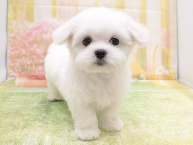 大阪府のマルチーズ (アミーゴ鳳店/2025年9月1日生まれ/男の子/ホワイト)の子犬の3枚目の画像