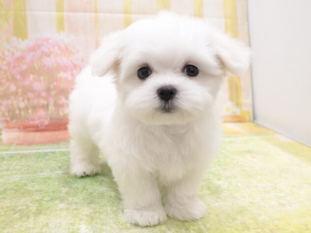 大阪府のマルチーズ (アミーゴ鳳店/2025年9月1日生まれ/男の子/ホワイト)の子犬の4枚目の画像