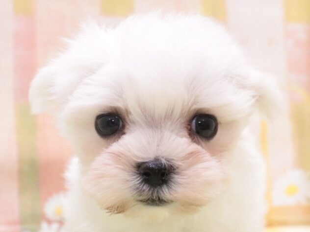 大阪府のマルチーズ (アミーゴ鳳店/2025年8月27日生まれ/女の子/ホワイト)の子犬の2枚目の画像