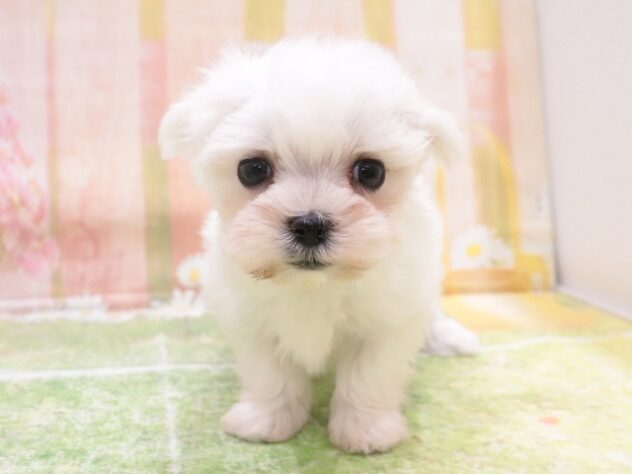 大阪府のマルチーズ (アミーゴ鳳店/2025年8月27日生まれ/女の子/ホワイト)の子犬の3枚目の画像