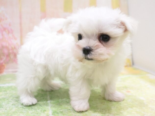 大阪府のマルチーズ (アミーゴ鳳店/2025年8月27日生まれ/女の子/ホワイト)の子犬の4枚目の画像