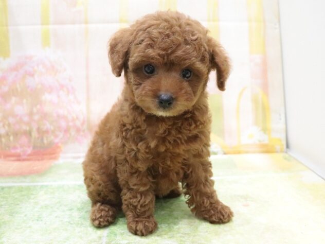 大阪府のトイプードル(トイ) (アミーゴ鳳店/2025年9月1日生まれ/男の子/レッド)の子犬の2枚目の画像