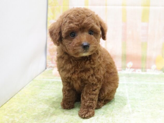 大阪府のトイプードル(トイ) (アミーゴ鳳店/2025年9月1日生まれ/男の子/レッド)の子犬の3枚目の画像