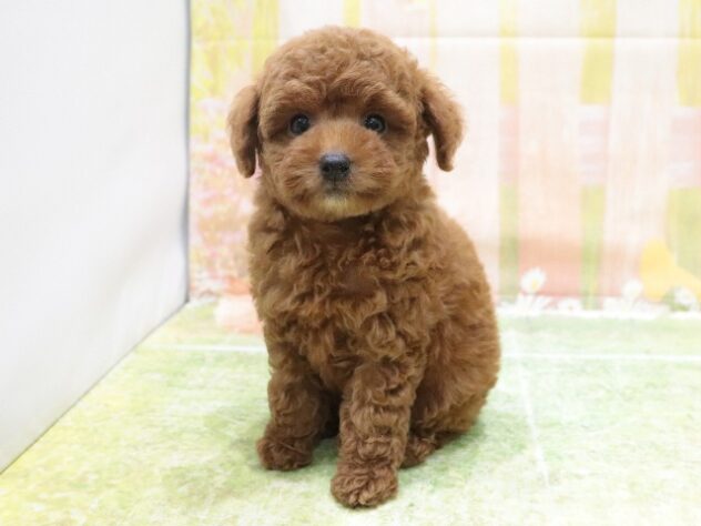 大阪府のトイプードル(トイ) (アミーゴ鳳店/2025年9月1日生まれ/男の子/レッド)の子犬の4枚目の画像