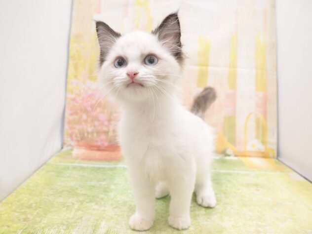 大阪府のラグドール (アミーゴ鳳店/2025年8月20日生まれ/男の子/シールポイントバイカラー)の子猫の2枚目の画像