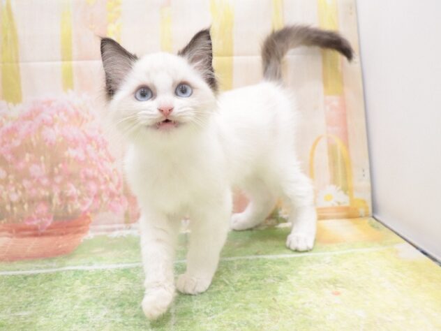 大阪府のラグドール (アミーゴ鳳店/2025年8月20日生まれ/男の子/シールポイントバイカラー)の子猫の3枚目の画像