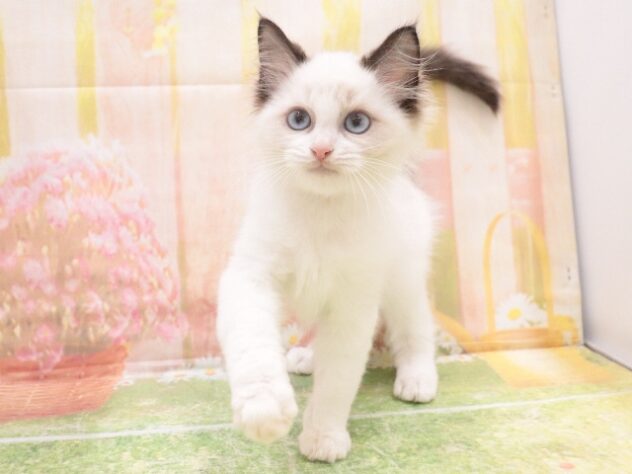 大阪府のラグドール (アミーゴ鳳店/2025年8月20日生まれ/男の子/シールポイントバイカラー)の子猫の4枚目の画像