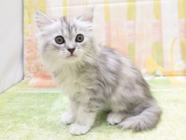 大阪府のスコティッシュフォールド (アミーゴ鳳店/2025年8月30日生まれ/男の子/シルバータビー)の子猫の2枚目の画像