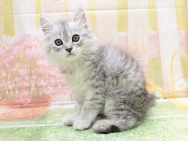 大阪府のスコティッシュフォールド (アミーゴ鳳店/2025年8月30日生まれ/男の子/シルバータビー)の子猫の3枚目の画像