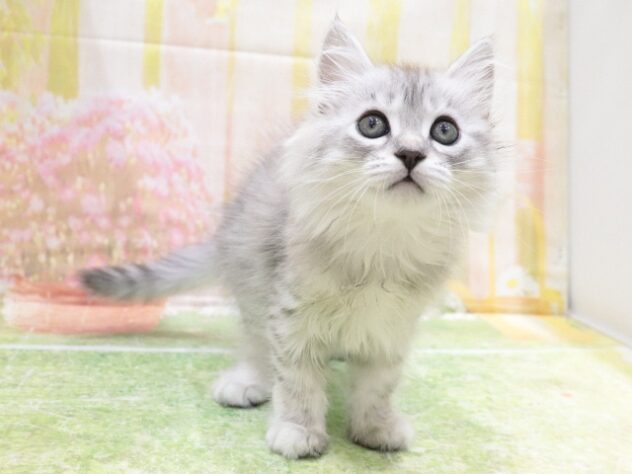 大阪府のスコティッシュフォールド (アミーゴ鳳店/2025年8月30日生まれ/男の子/シルバータビー)の子猫の4枚目の画像