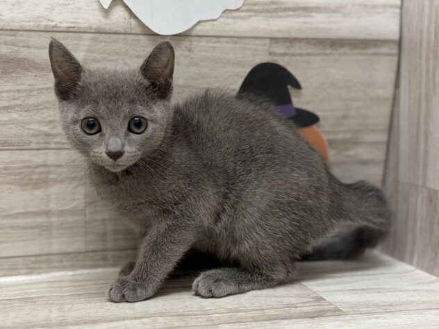 宮城県のロシアンブルー (アミーゴ多賀城店/2025年8月18日生まれ/女の子/ブルー)の子猫