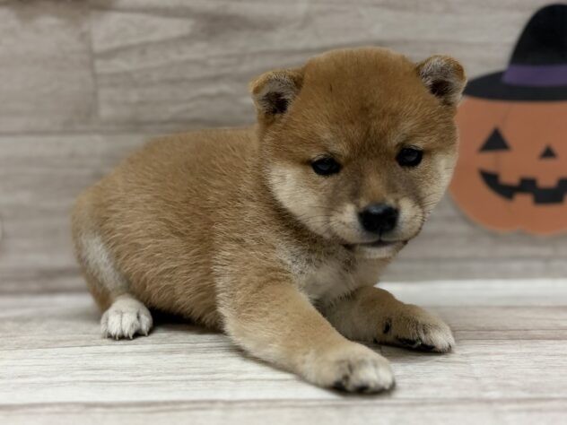 宮城県の豆柴 (アミーゴ多賀城店/2025年8月18日生まれ/女の子/赤)の子犬