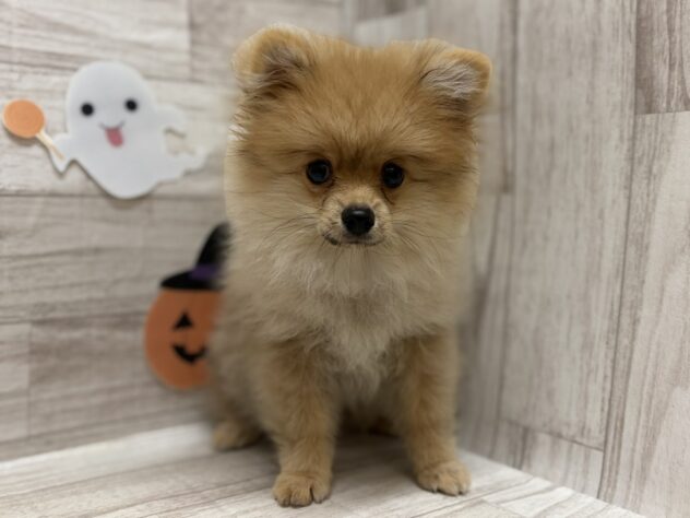 宮城県のポメラニアン (アミーゴ多賀城店/2025年6月26日生まれ/男の子/オレンジ)の子犬の2枚目の画像