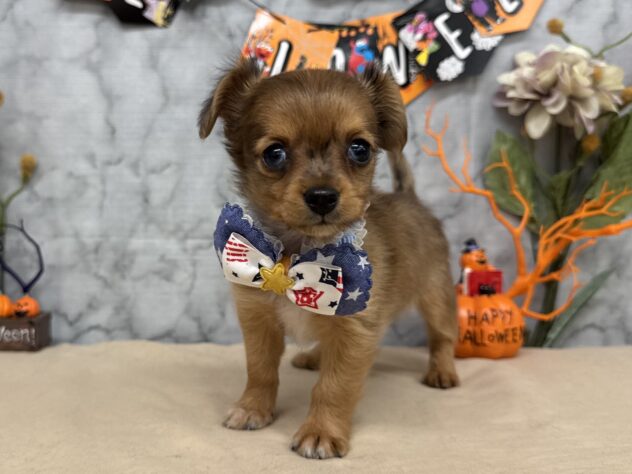 山形県のハーフ犬・ミックス犬 (アミーゴ酒田店/2025年8月26日生まれ/男の子/02 レッド系)の子犬の1枚目の画像