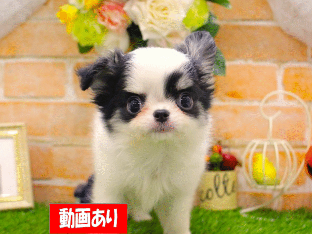 兵庫県のチワワ(ロング) (ペット・プラザ アミーゴ三田店/2025年8月26日生まれ/男の子/ブラッククリームホワイト)の子犬の1枚目の画像