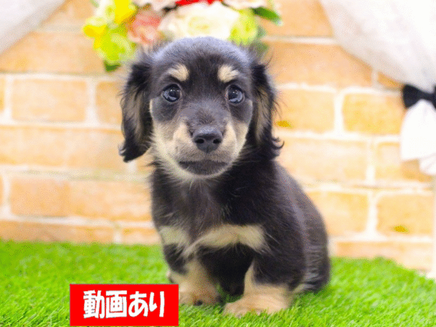 兵庫県のカニンヘンダックスフンド(ロング) (ペット・プラザ アミーゴ三田店/2025年9月1日生まれ/男の子/ブラックイエロー)の子犬の1枚目の画像