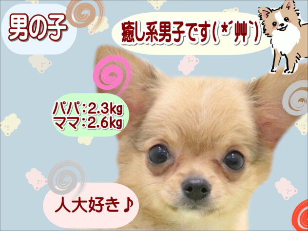 大阪府のチワワ(ロング) (アミーゴ鳳店/2025年8月27日生まれ/男の子/フォーン)の子犬の1枚目の画像