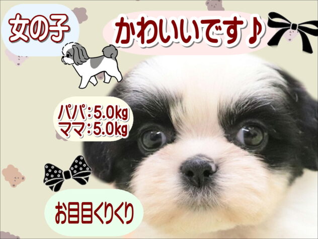 大阪府のシーズー (アミーゴ鳳店/2025年8月26日生まれ/女の子/ホワイトブラック)の子犬