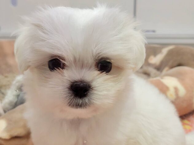 福島県のハーフ犬・ミックス犬 (アミーゴ須賀川店/2025年10月14日生まれ/男の子/ホワイト)の子犬の2枚目の画像