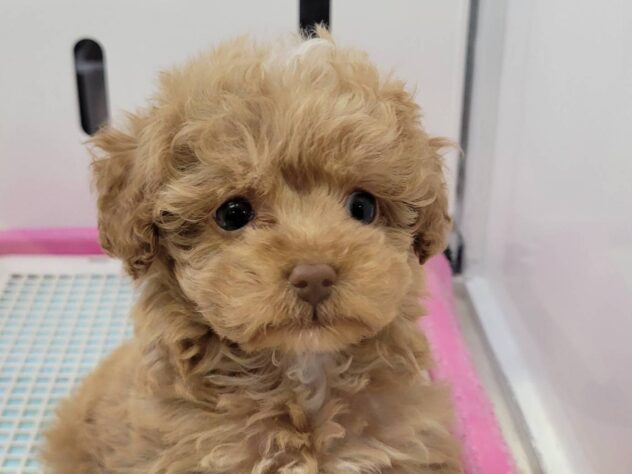 福島県のトイプードル(トイ) (アミーゴ須賀川店/2025年8月17日生まれ/男の子/アプリコット)の子犬の2枚目の画像