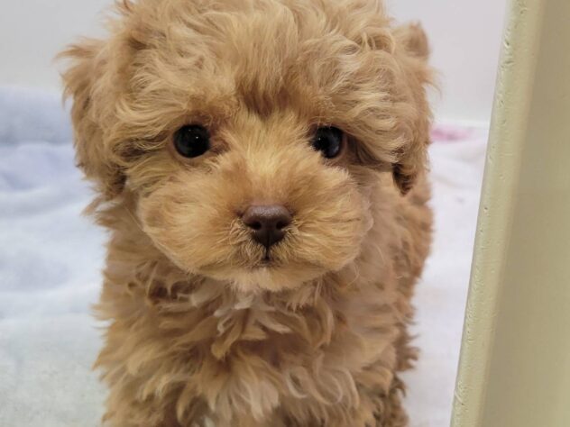 福島県のトイプードル(トイ) (アミーゴ須賀川店/2025年8月17日生まれ/男の子/アプリコット)の子犬の1枚目の画像