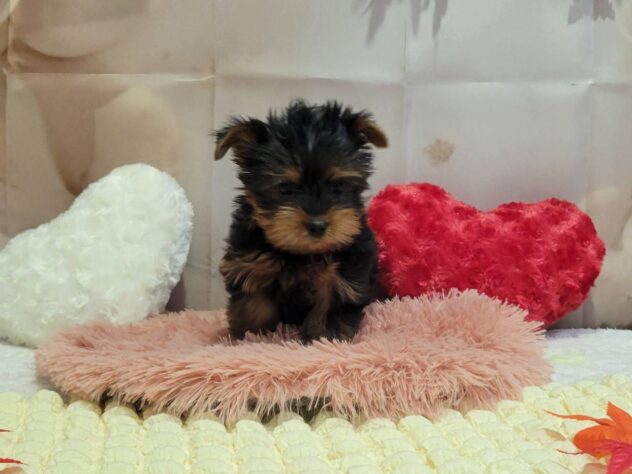 福島県のヨークシャーテリア (アミーゴ須賀川店/2025年8月12日生まれ/男の子/スチールブルータン)の子犬の1枚目の画像