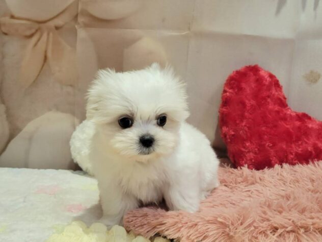 福島県のハーフ犬・ミックス犬 (アミーゴ須賀川店/2025年10月14日生まれ/男の子/ホワイト)の子犬の1枚目の画像