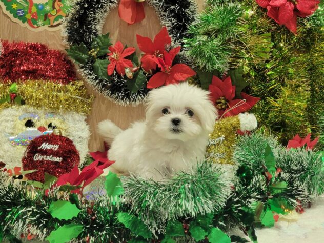 福島県のハーフ犬・ミックス犬 (アミーゴ須賀川店/2025年10月14日生まれ/男の子/ホワイト)の子犬の3枚目の画像