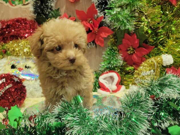 福島県のトイプードル(トイ) (アミーゴ須賀川店/2025年8月17日生まれ/男の子/アプリコット)の子犬の1枚目の画像