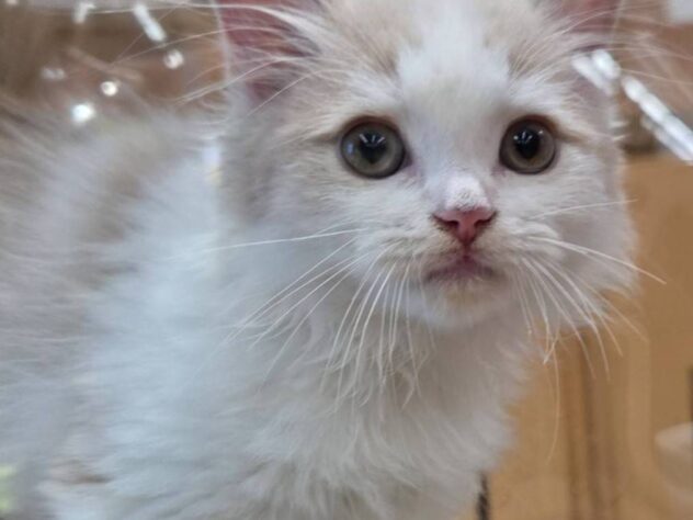 福島県のマンチカン (アミーゴ福島南店/2025年8月25日生まれ/男の子/クリームホワイト)の子猫の1枚目の画像