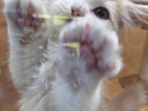 福島県のマンチカン (アミーゴ福島南店/2025年8月25日生まれ/男の子/クリームホワイト)の子猫の2枚目の画像