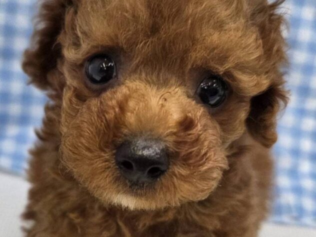 福島県のトイプードル(トイ) (アミーゴ福島南店/2025年8月21日生まれ/男の子/レッド)の子犬