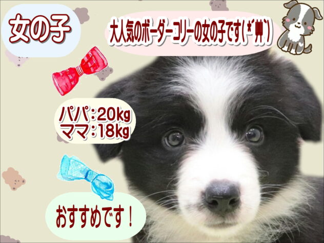 大阪府のボーダーコリー (アミーゴ鳳店/2025年8月15日生まれ/女の子/ブラックホワイト)の子犬の1枚目の画像