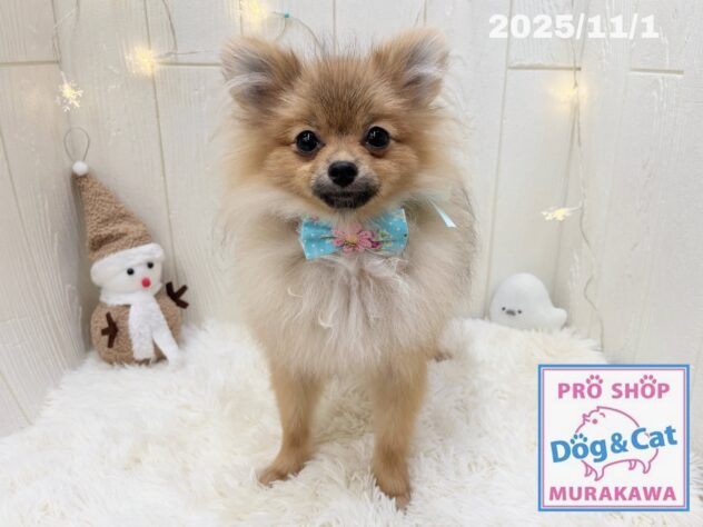 広島県のポメラニアン (アミーゴ大町店/2025年3月20日生まれ/女の子/オレンジ)の子犬の1枚目の画像