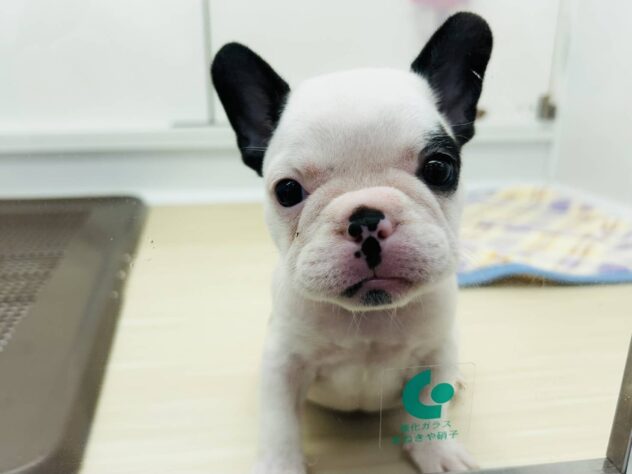 岡山県のフレンチブルドッグ (アミーゴ水島店/2025年8月2日生まれ/女の子/パイド)の子犬の1枚目の画像