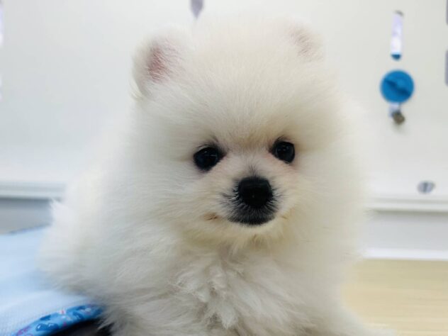 岡山県のポメラニアン (アミーゴ水島店/2025年8月3日生まれ/男の子/ホワイト)の子犬の1枚目の画像