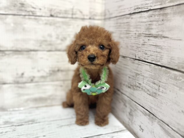 福島県のトイプードル(トイ) (アミーゴいわき店/2025年8月17日生まれ/男の子/レッド)の子犬の1枚目の画像