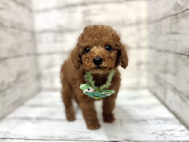 福島県のトイプードル(トイ) (アミーゴいわき店/2025年8月17日生まれ/男の子/レッド)の子犬の2枚目の画像