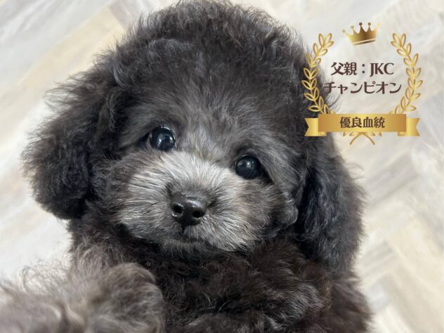 岡山県のトイプードル(トイ) (アミーゴ水島店/2025年8月14日生まれ/女の子/シルバー)の子犬の1枚目の画像