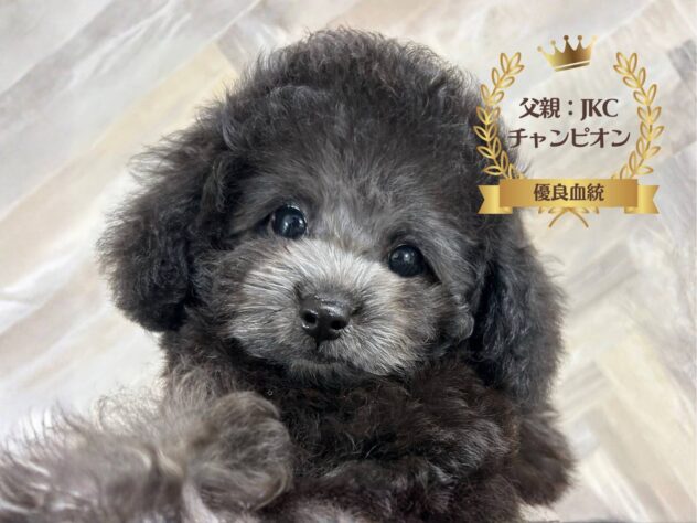 岡山県のトイプードル(トイ) (アミーゴ水島店/2025年8月14日生まれ/女の子/シルバー)の子犬の1枚目の画像
