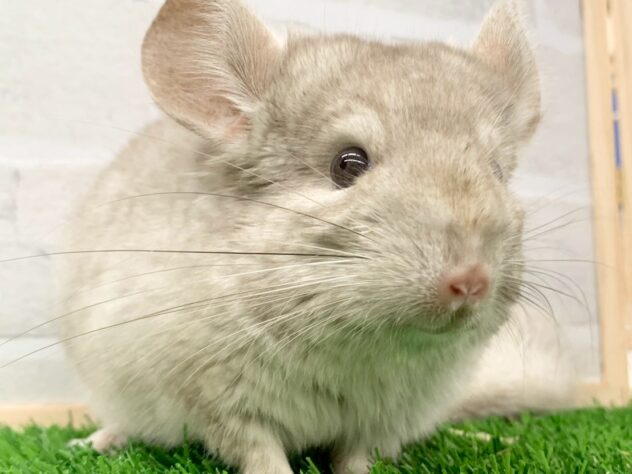 フォクシー チンチラ ティペット シナモン 最終価格】FOXEY フォクシー