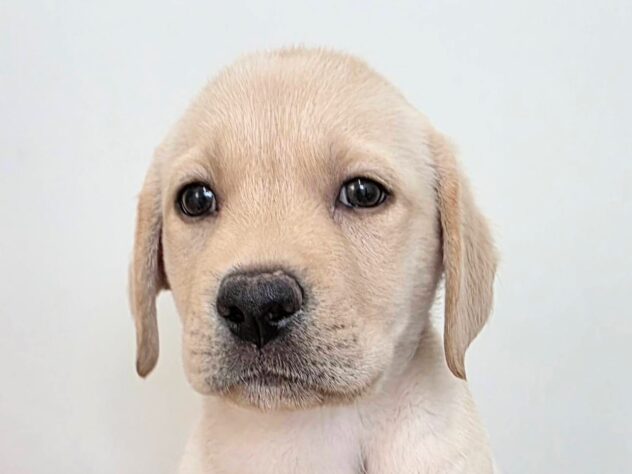 山形県のラブラドールレトリーバー (アミーゴ米沢店/2025年8月18日生まれ/男の子/イエロー)の子犬