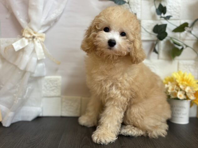 2025年7月11日生まれのトイプードル(トイ)の2枚目の写真