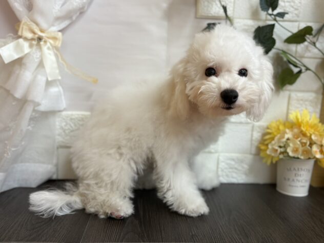 2025年5月18日生まれのビションフリーゼの2枚目の写真